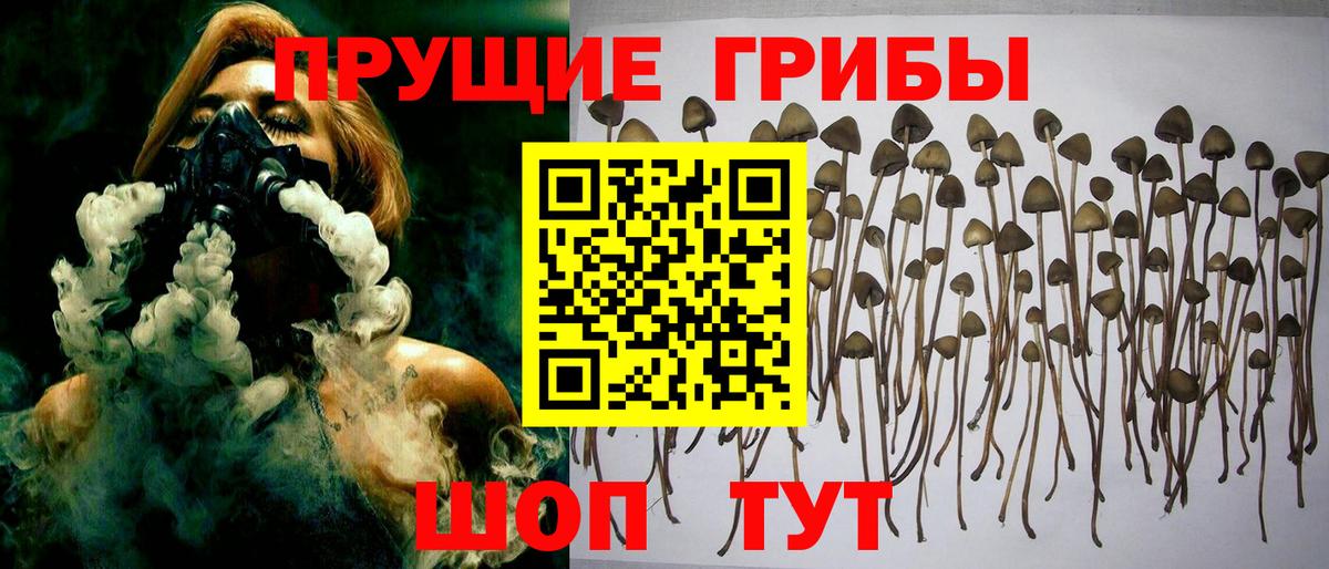Псилоцибиновые грибы Psilocybine cubensis  Вход с VPN  Керчь 